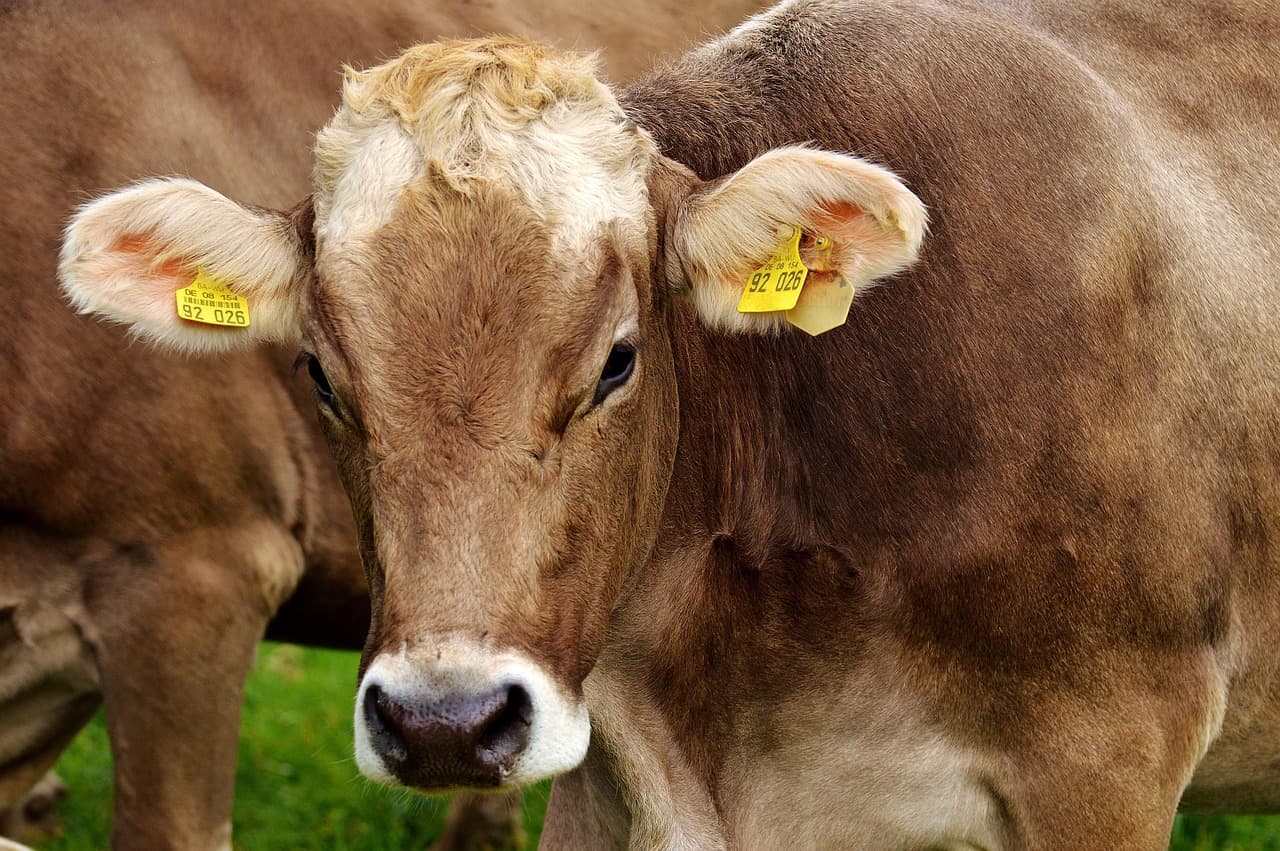 Akshayakalpa's Organic Dairy Model: Reversing India's Farmer Exodus