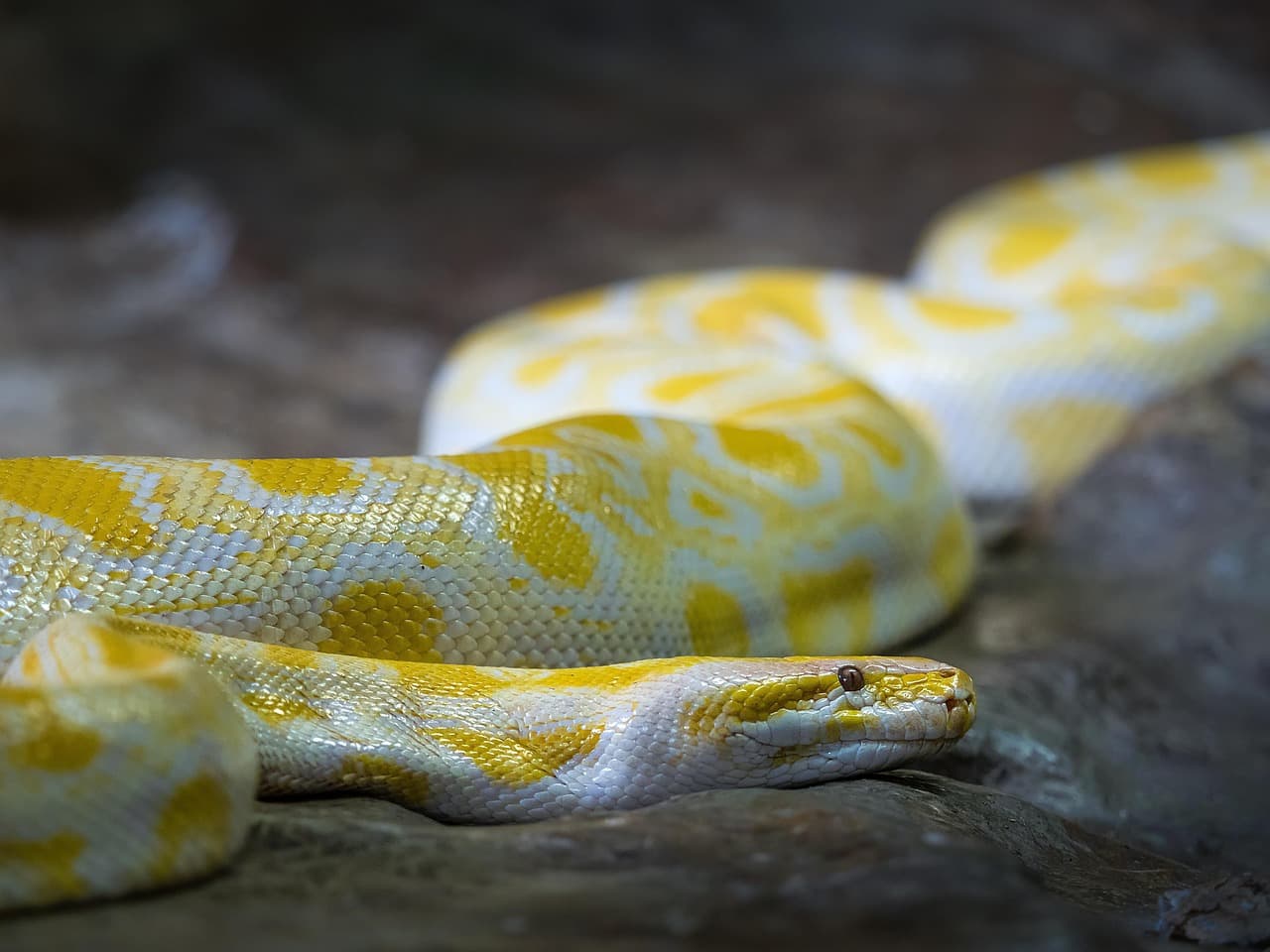 Why Loguru Is Winning Python Logging in 2026